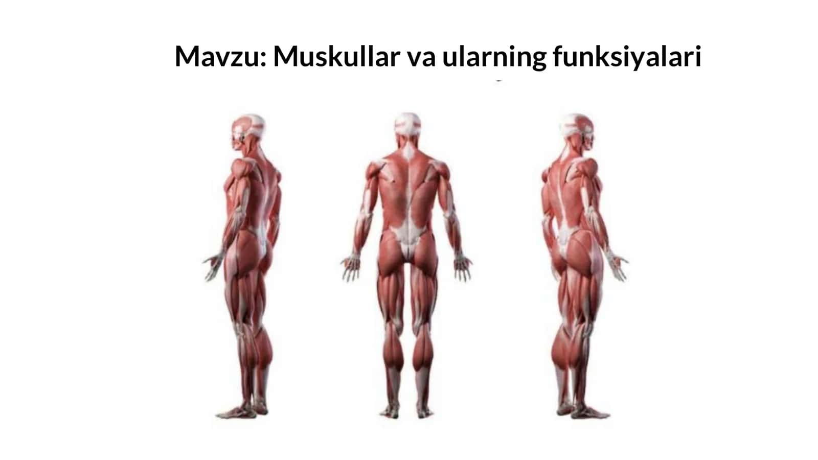 Muskullar va ularning funksiyalari