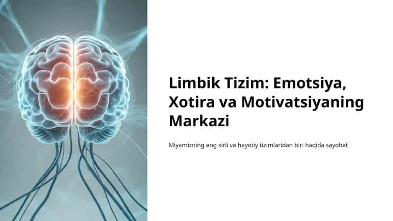 Limbik Tizim: Emotsiya, Xotira va Motivatsiyaning Markazi