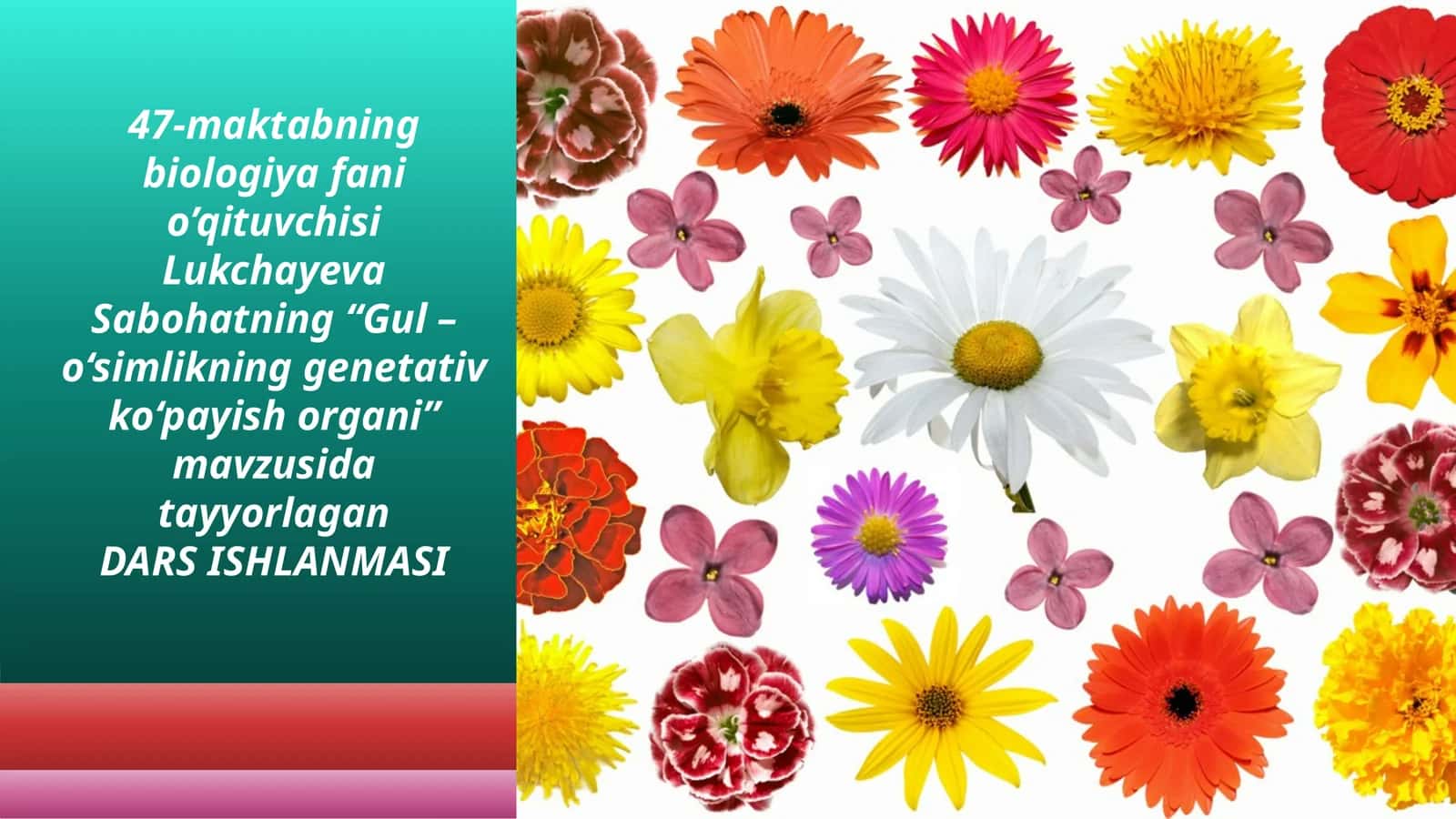 6-sinf Botanika fanidan dars ishlanma. Gul - o'simlikning genetativ ko'payish organi