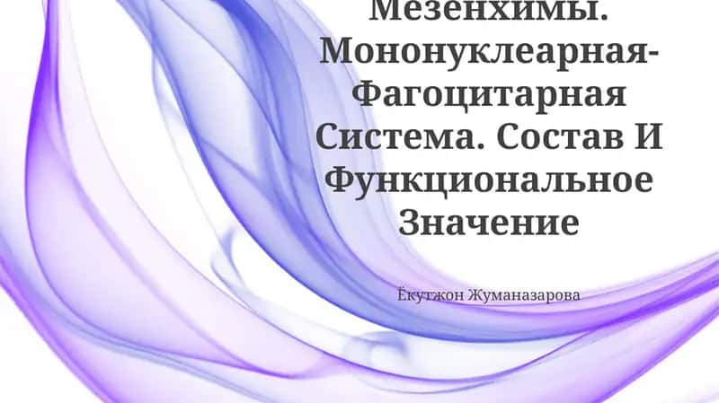 Строение И Функции Мезенхимы
