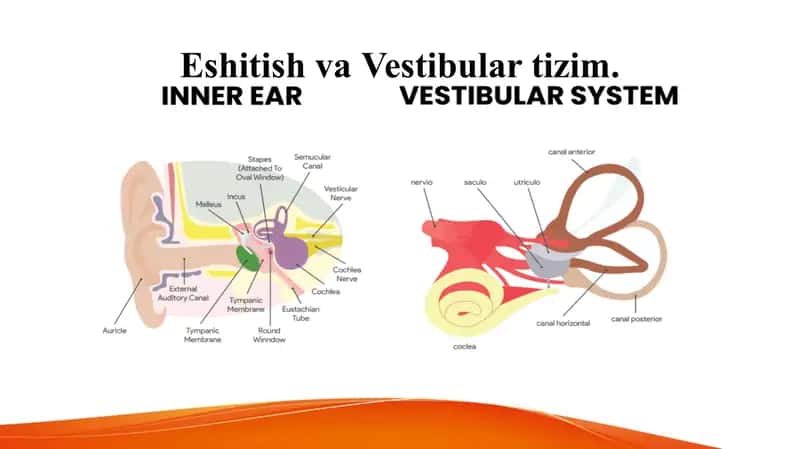 Eshitish va Vestibular tizim Эшитиш ва вестибулар тизим Ешитиш
