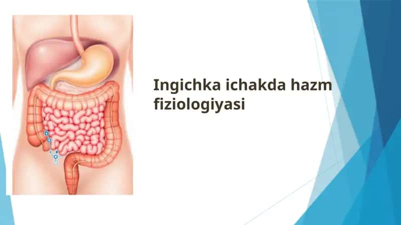 Ingichka ichakda hazm fiziologiyasi