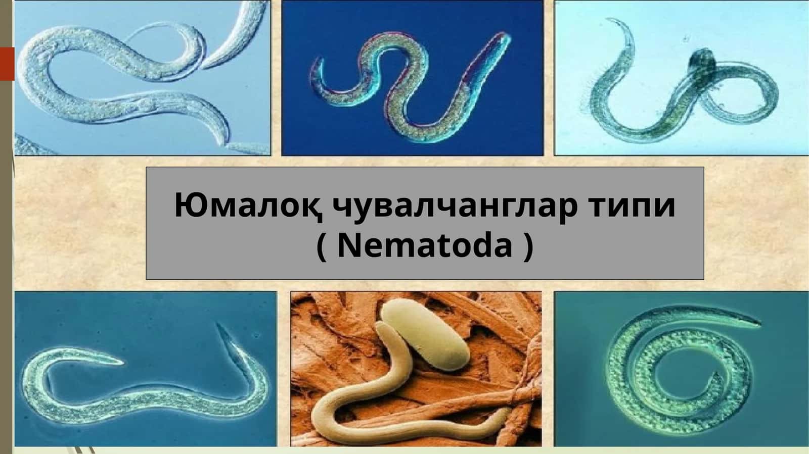 Юмалоқ чувалчанглар типи