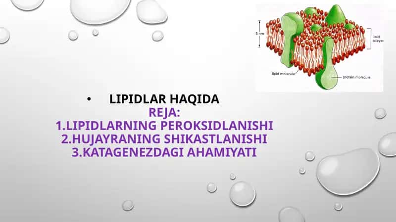 Lipidlar Haqida