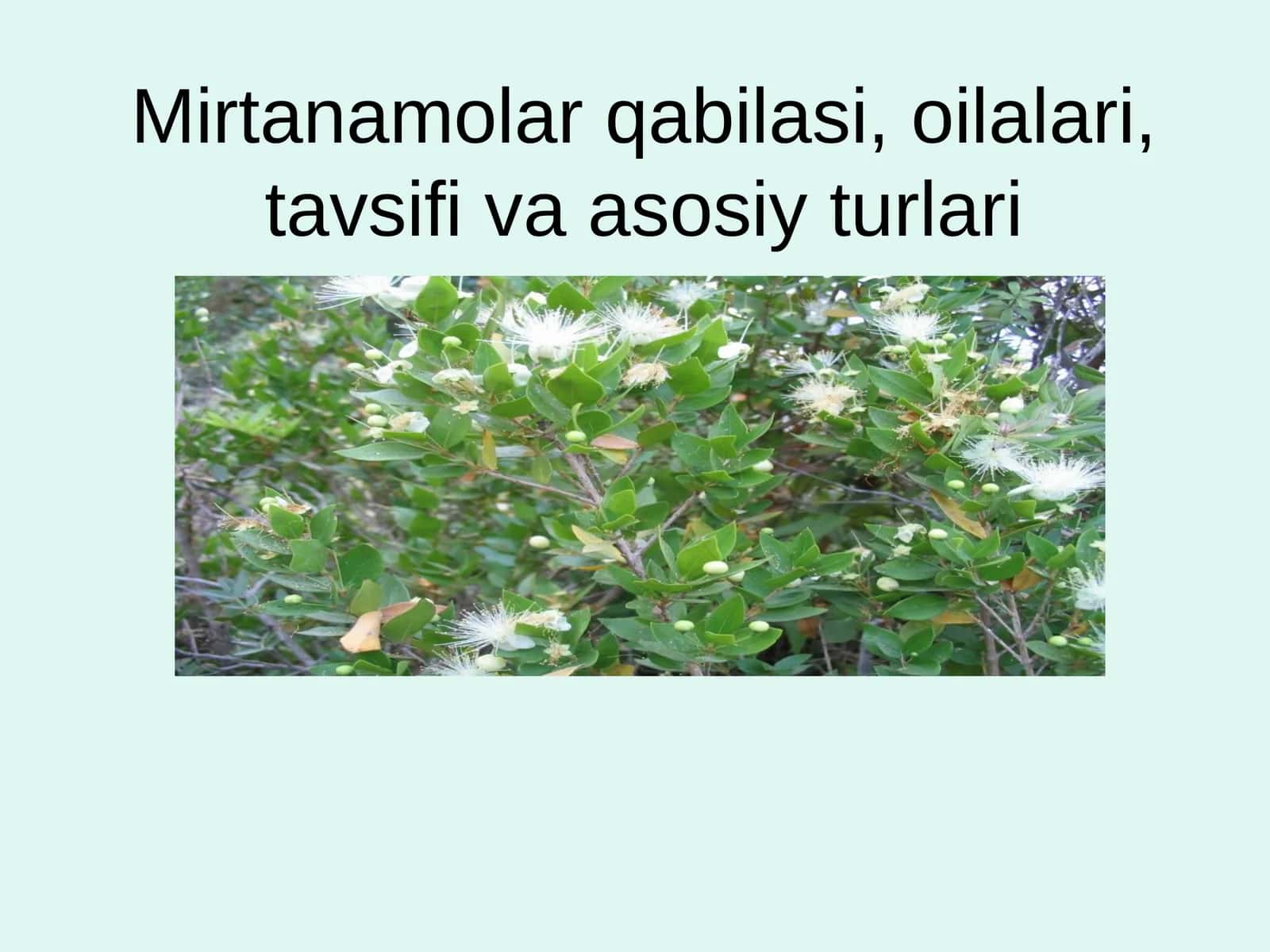 Mirtanamolar qabilasi, oilalari, tavsifi va asosiy turlari