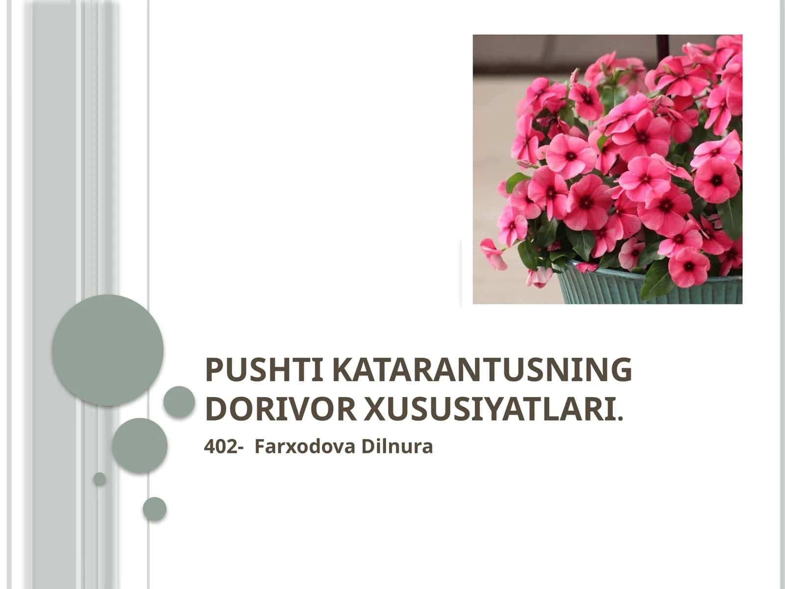 Pushti Katarantusning Dorivor Xususiyatlari