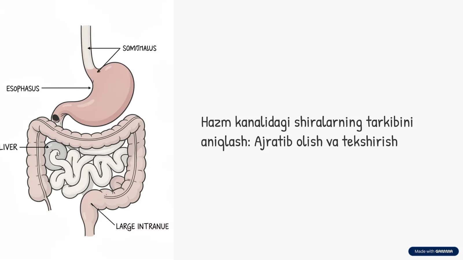 Hazm tizimi shiralari