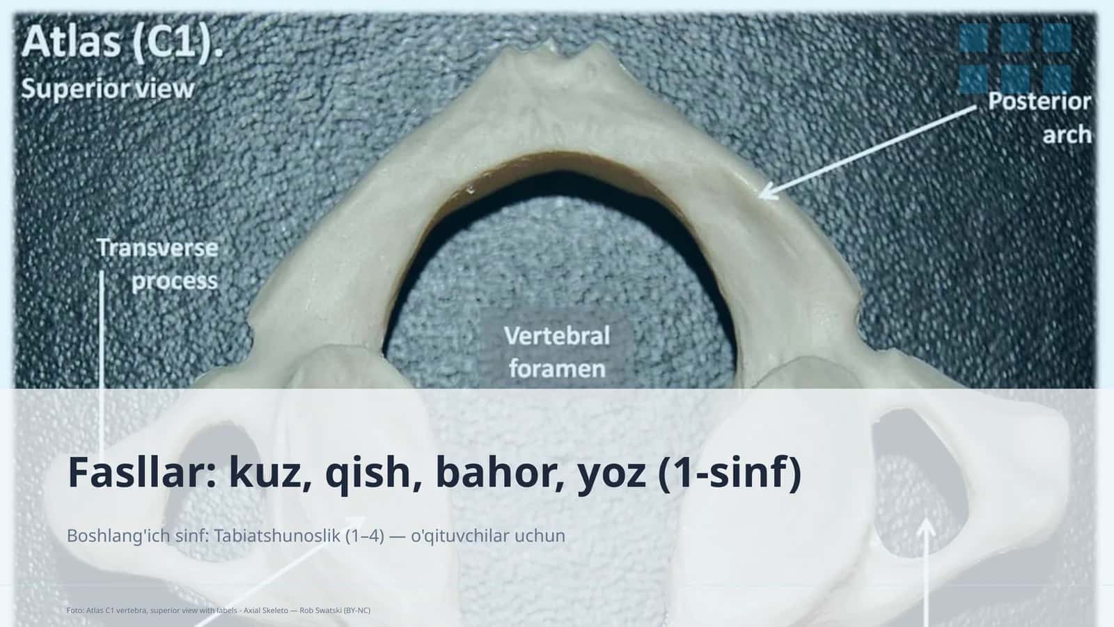 Tabiatshunoslik dars rejasi
