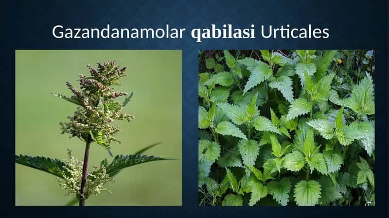 Gazandanamolar qabilasi Urticales