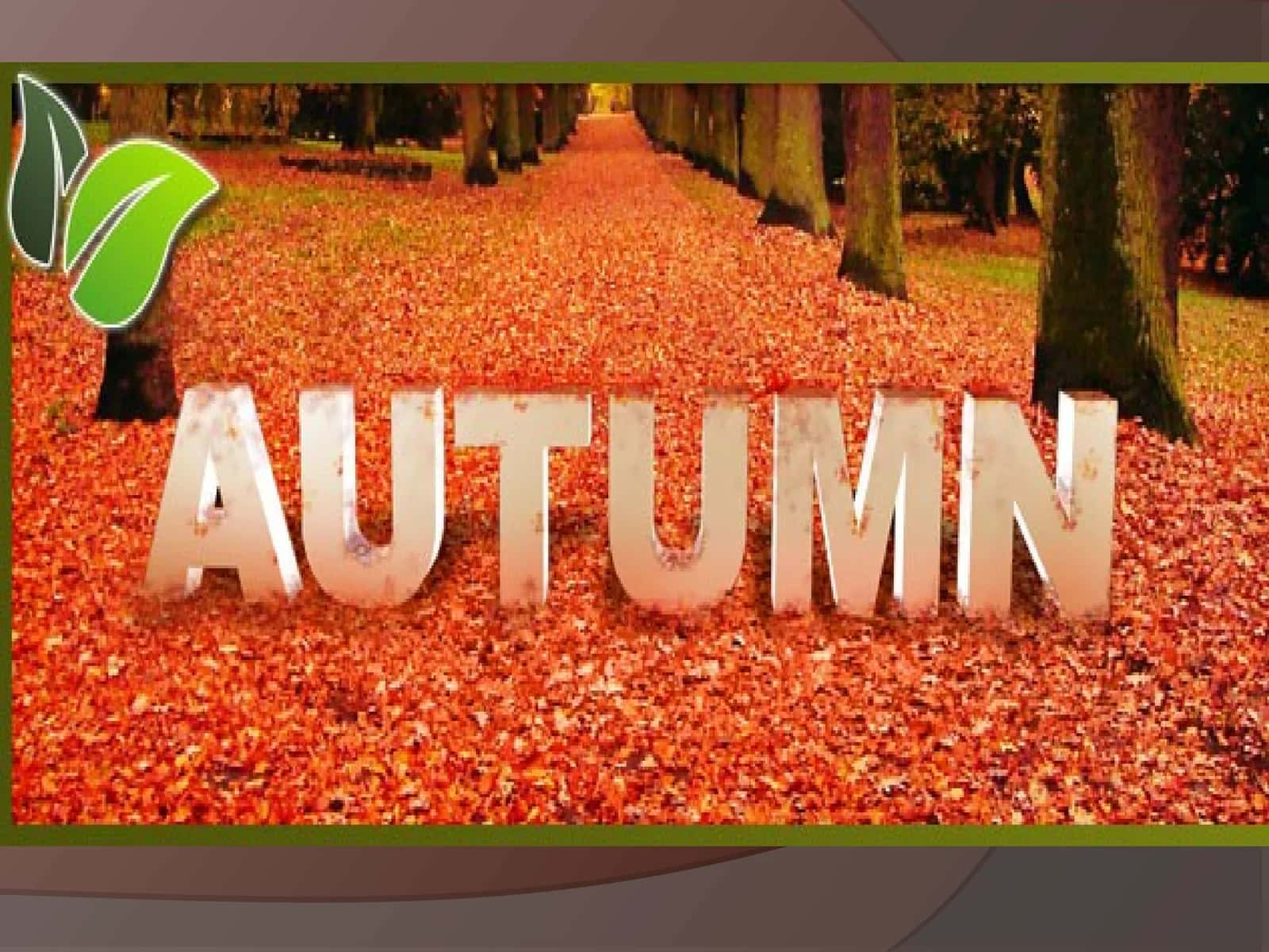 Autumn is one of the four seasons