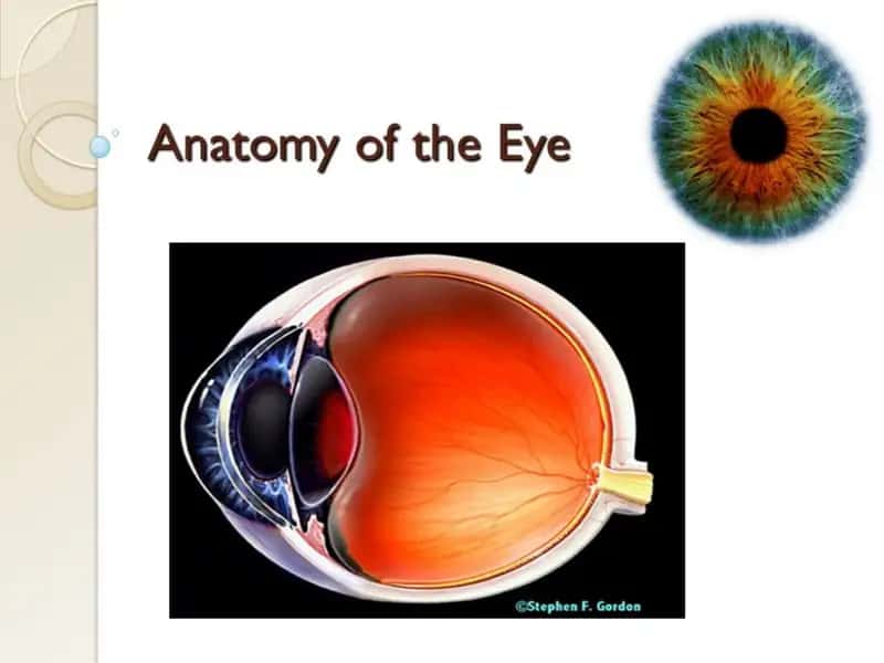 Anatomy of the Eye