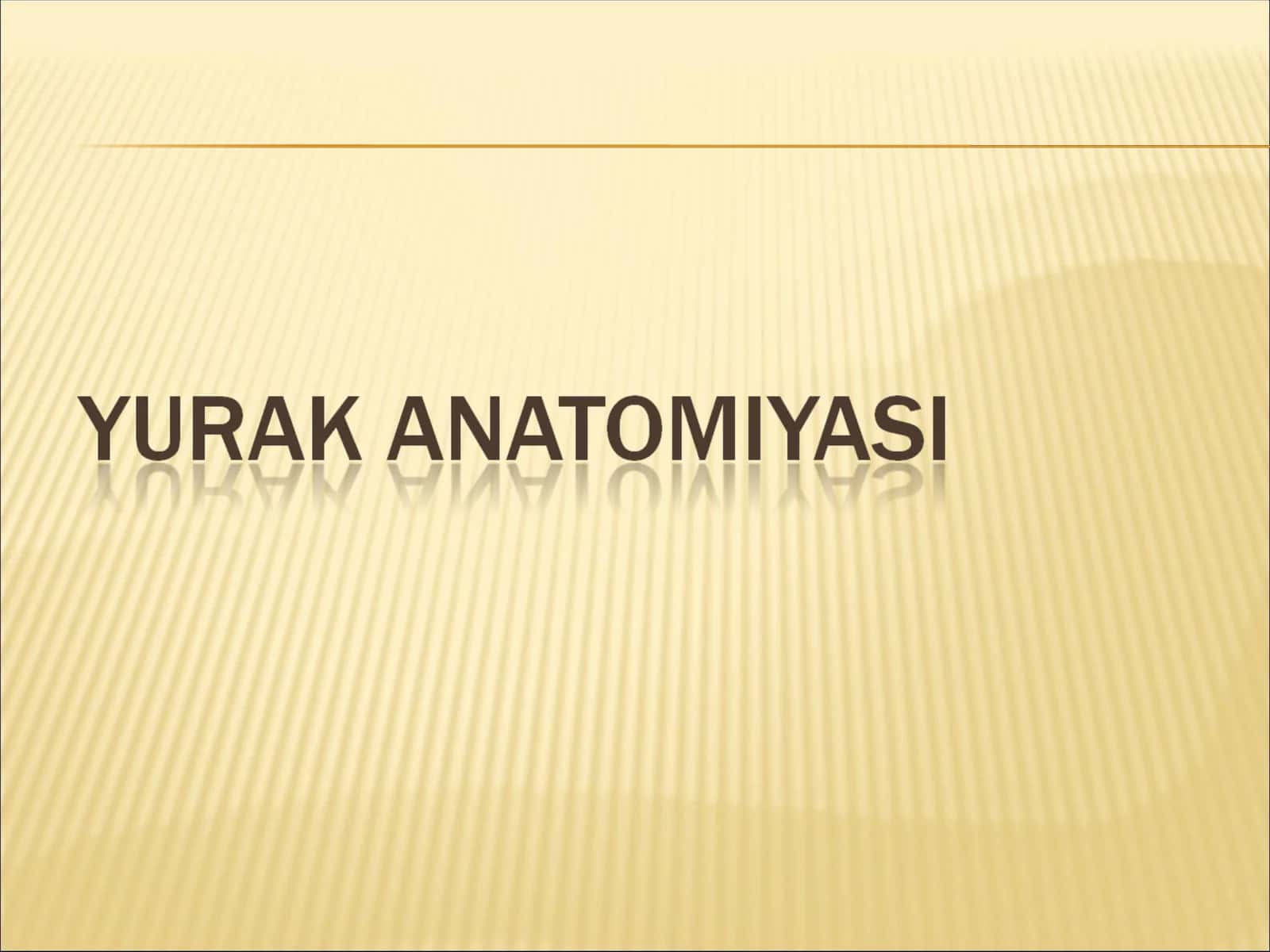 Yurak anatomiyasi