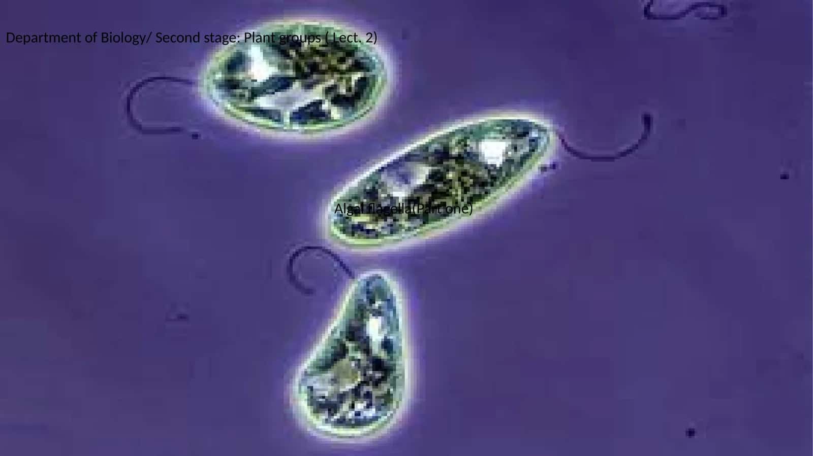 Algal flagella(Part one)