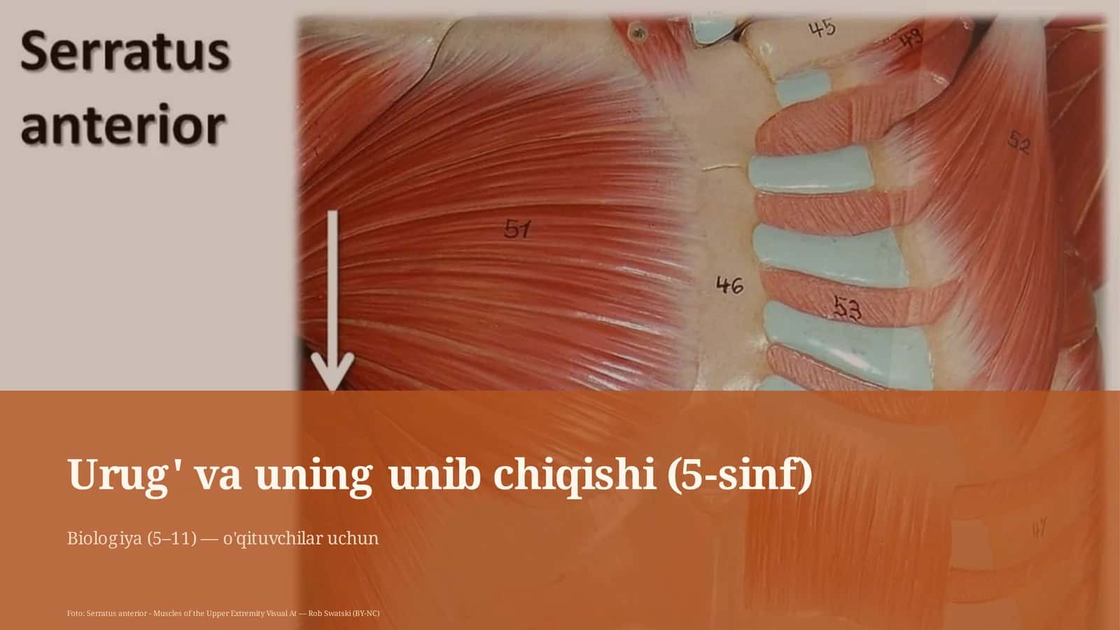 Urug' va uning unib chiqishi (5-sinf)
