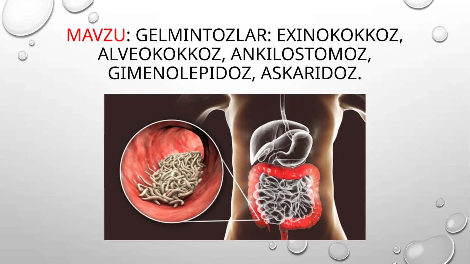 Gelmintozlar: Exinokokkoz, alveokokkoz, ankilostomoz, gimenolepidoz, askaridoz