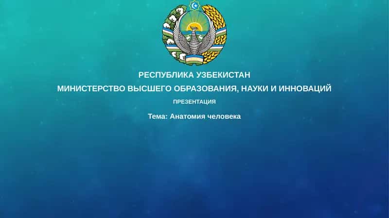 Анатомия человека