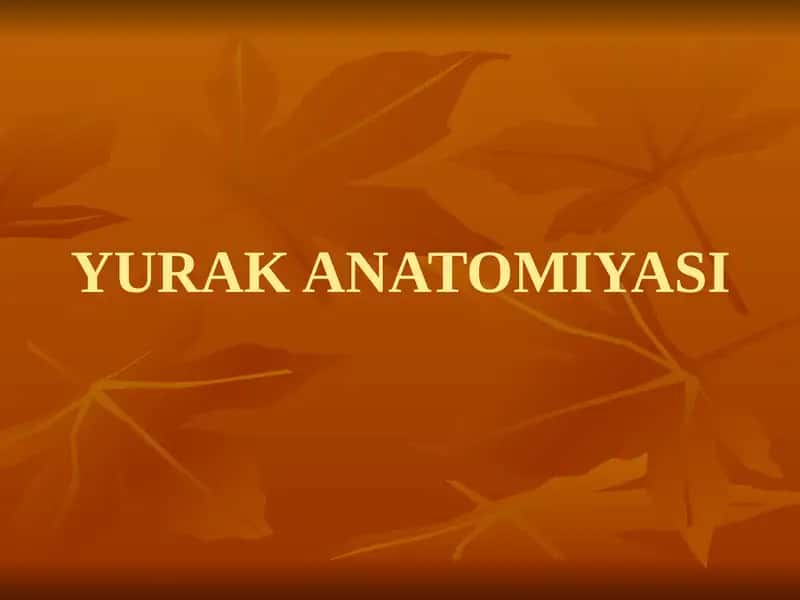 YURAK ANATOMIYASI
