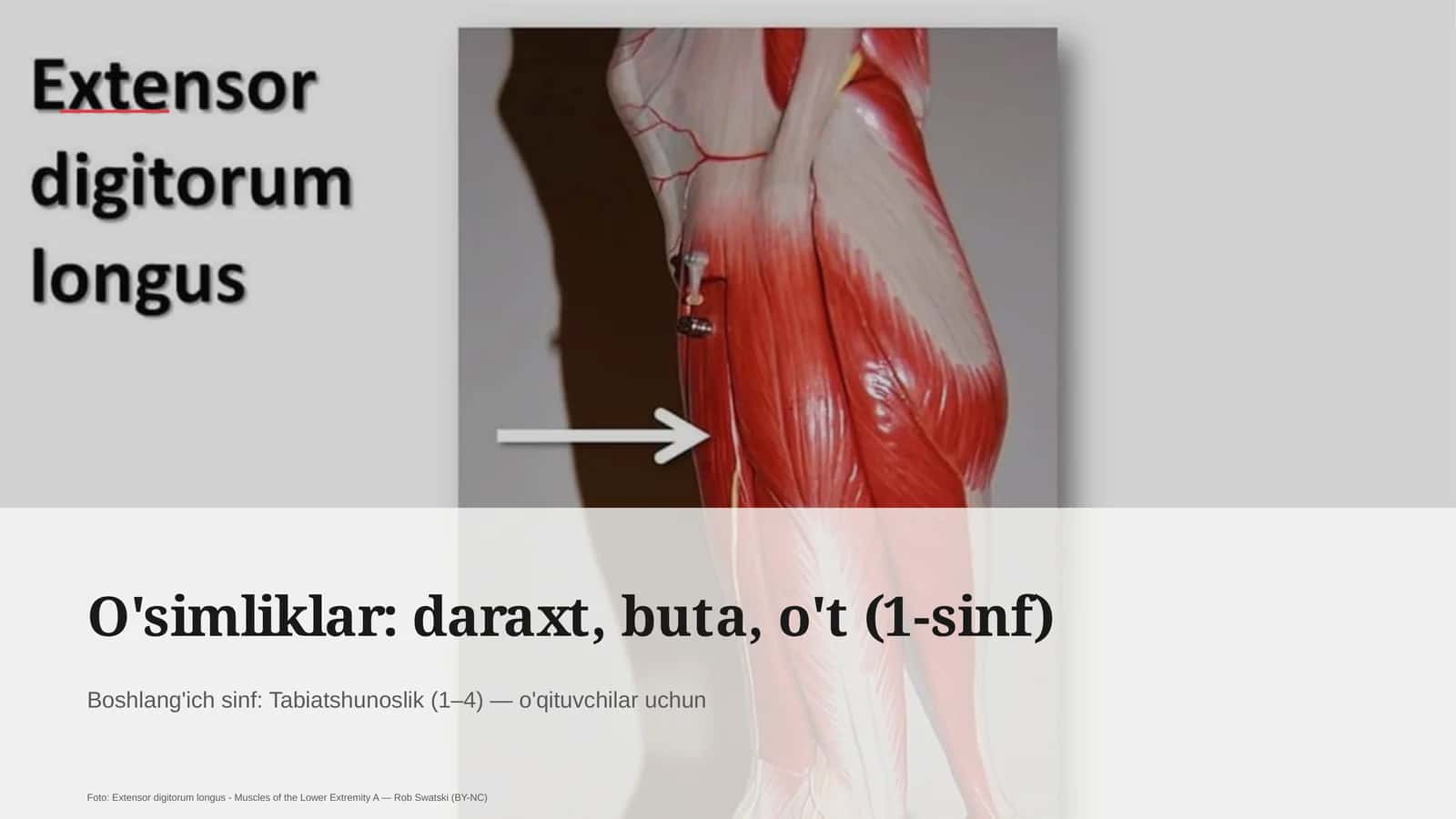 O'simliklar: daraxt, buta, o't (1-sinf)