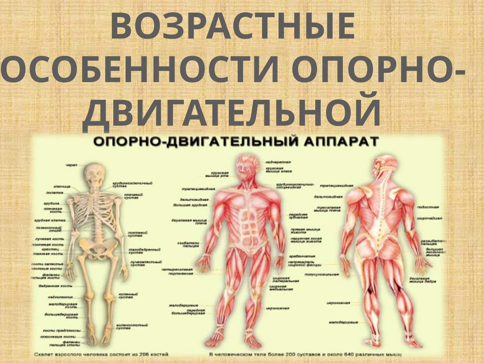 ВОЗРАСТНЫЕ ОСОБЕННОСТИ ОПОРНО-ДВИГАТЕЛЬНОЙ СИСТЕМЫ