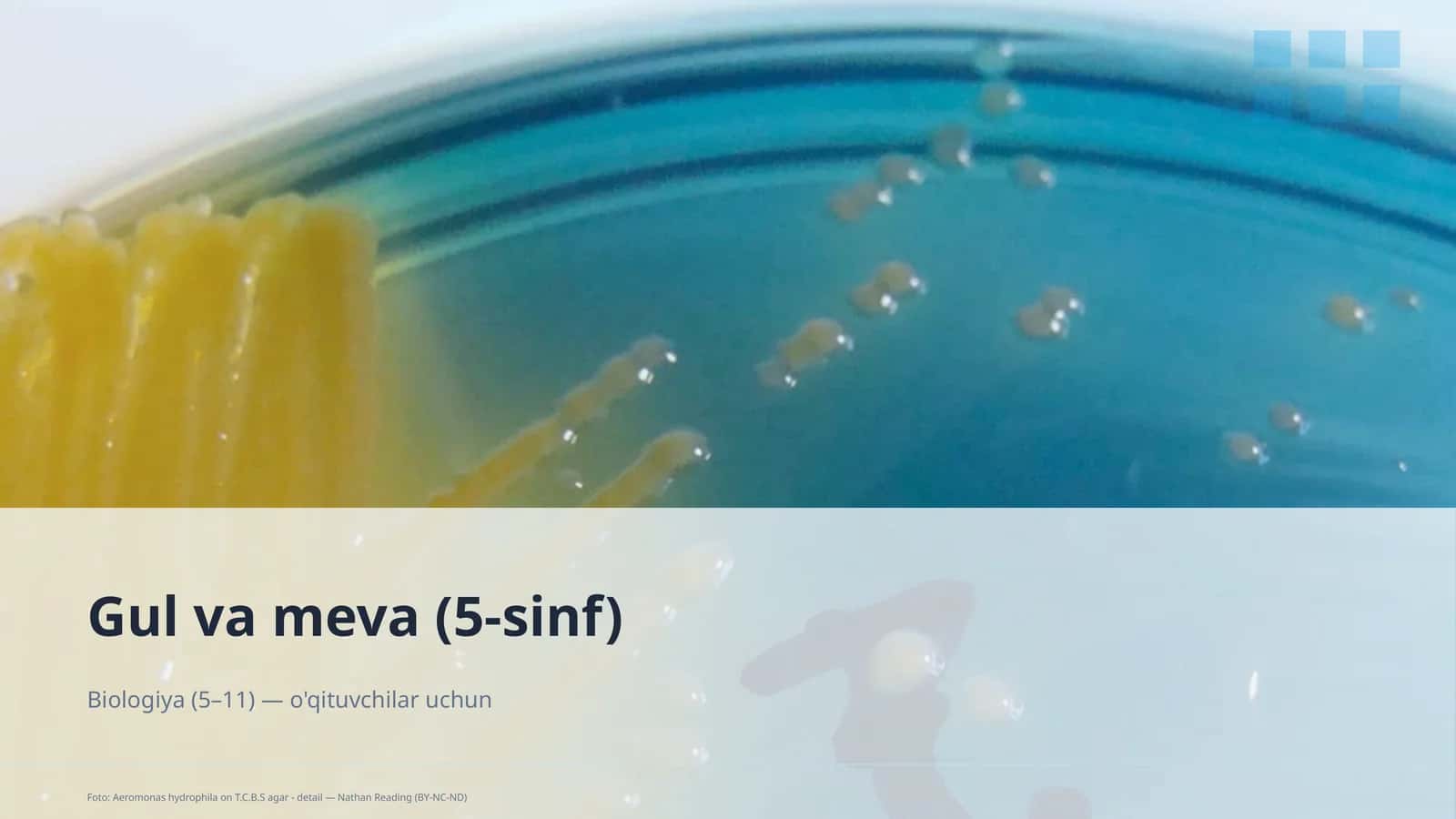 Gul va meva (5-sinf)