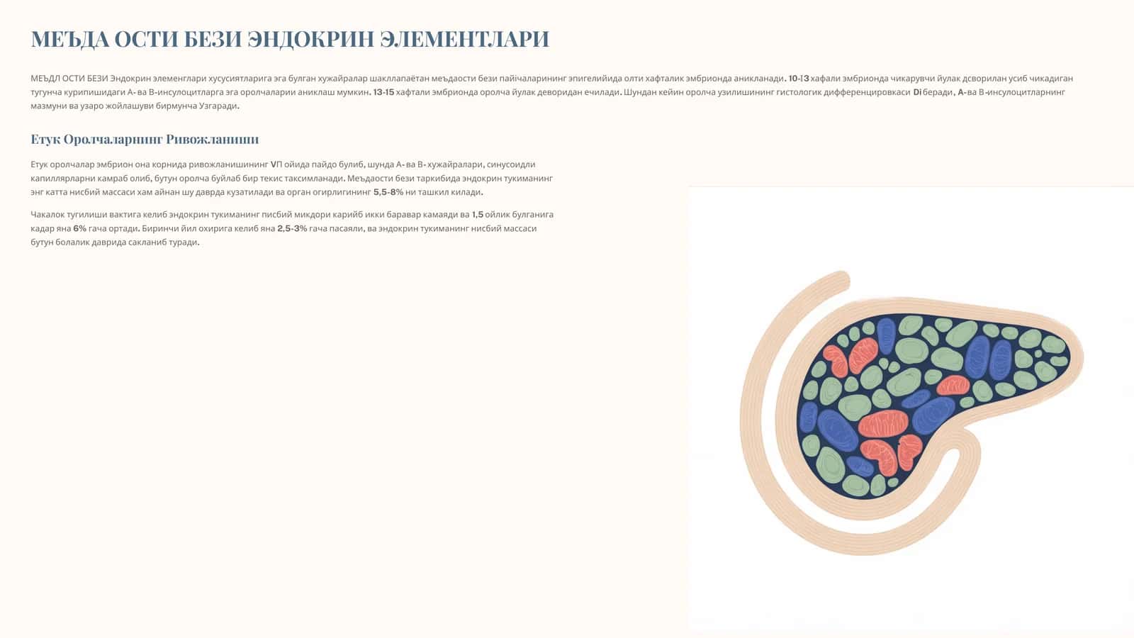 МЕЪДА ОСТИ БЕЗИ ЭНДОКРИН ЭЛЕМЕНТЛАРИ
