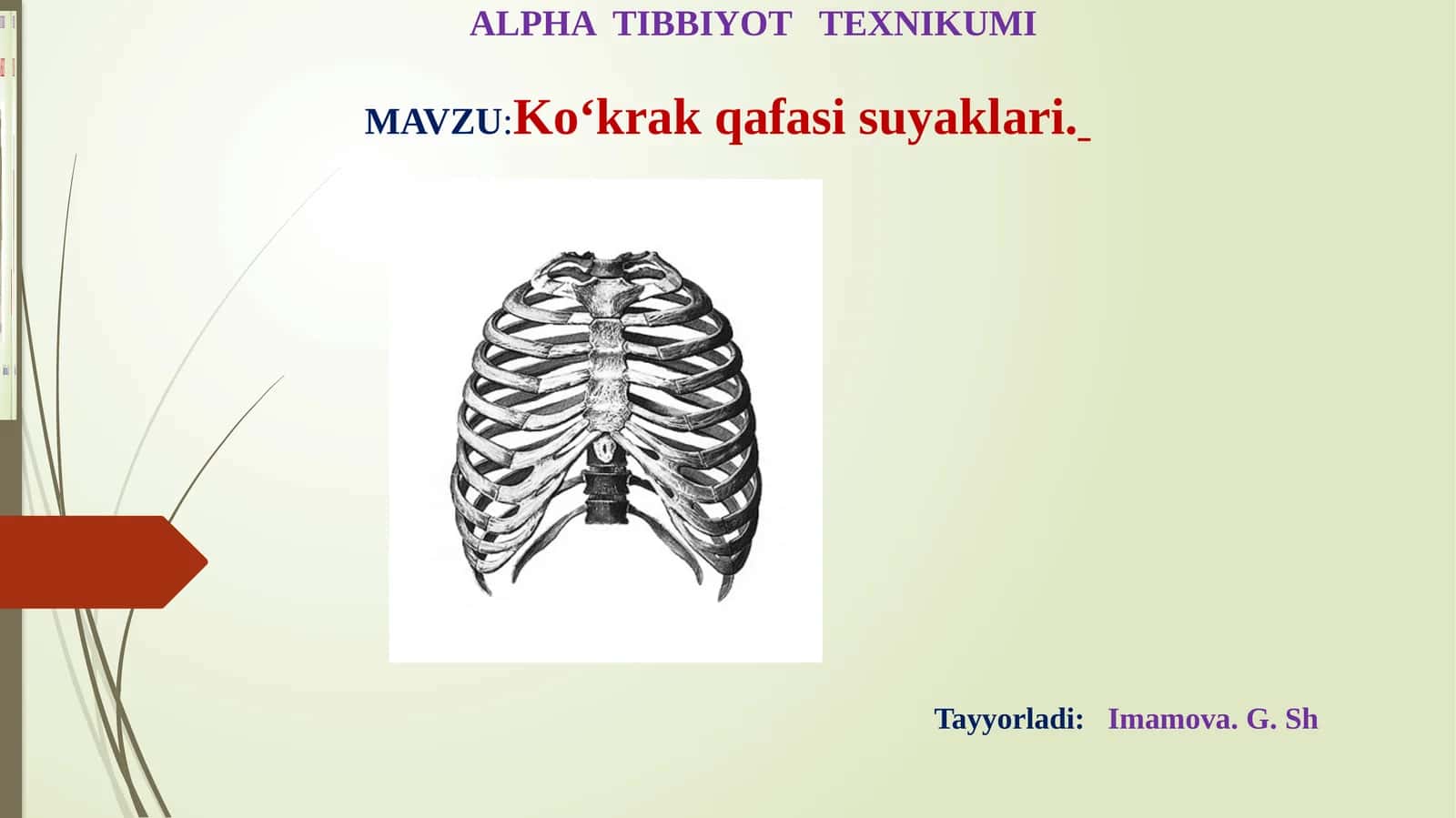 Ko‘krаk qаfаsi suyaklari
