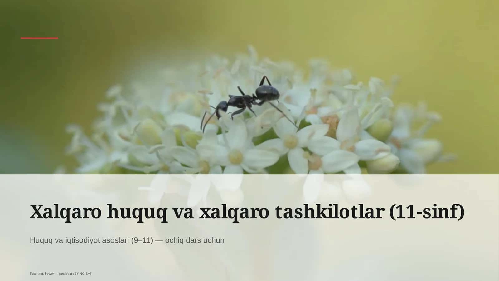 Xalqaro huquq va xalqaro tashkilotlar (11-sinf)