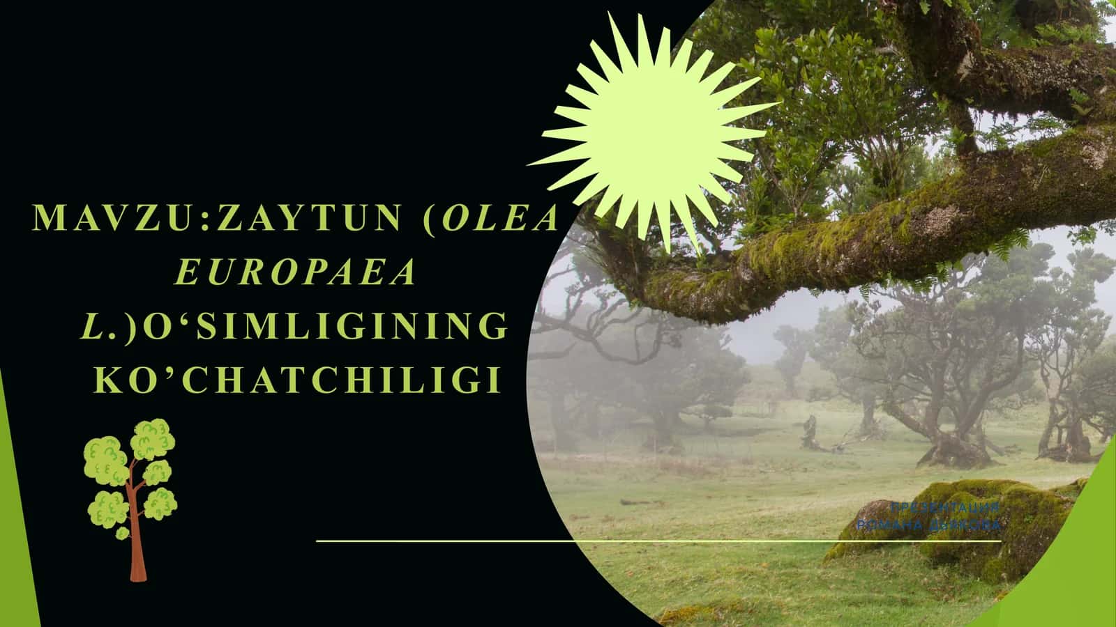 ZAYTUN (OLEA EUROPAEA L.) O‘SIMLIGINING KO’CHATCHILIGI