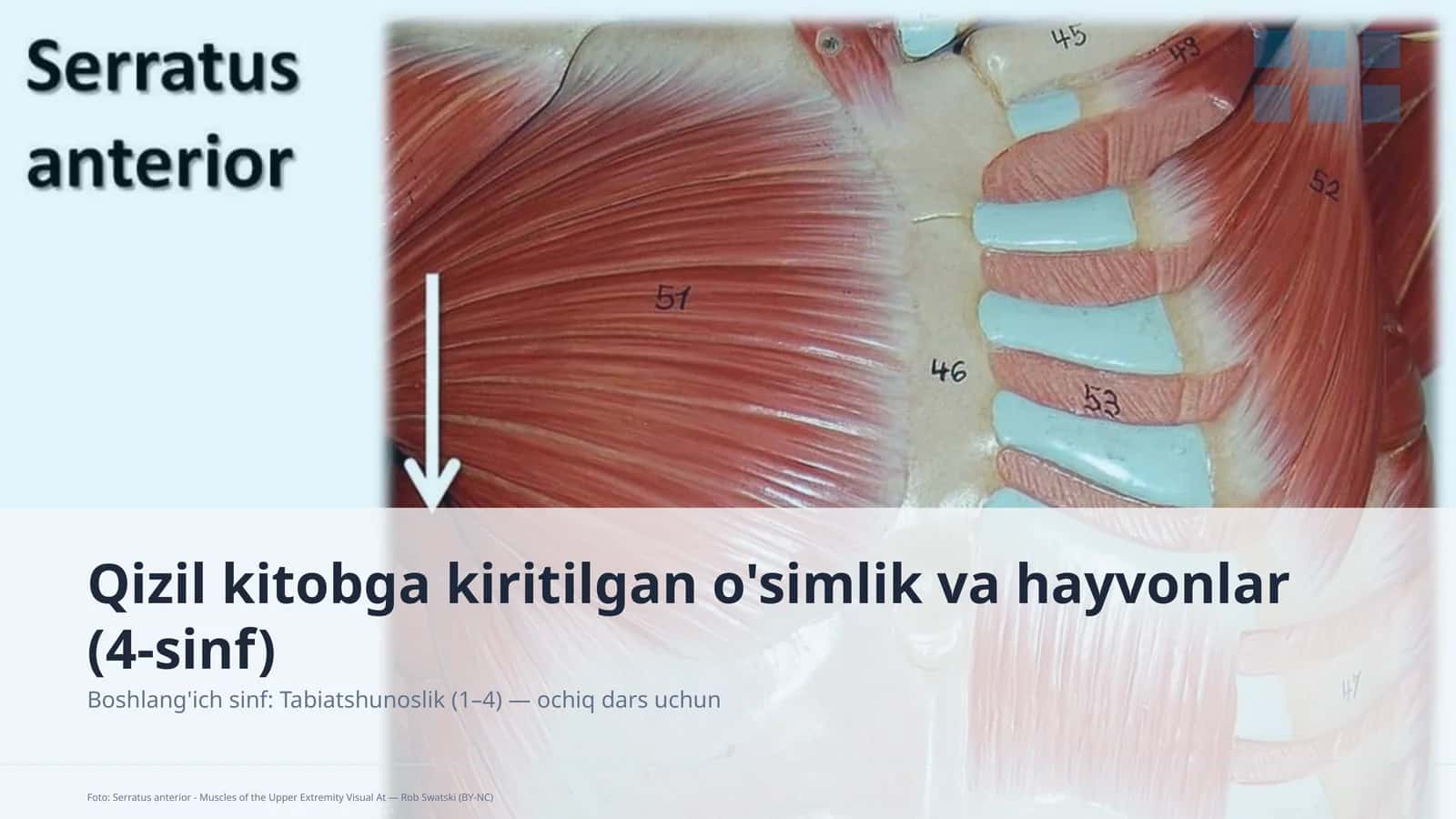 Qizil kitobga kiritilgan o'simlik va hayvonlar (4-sinf)