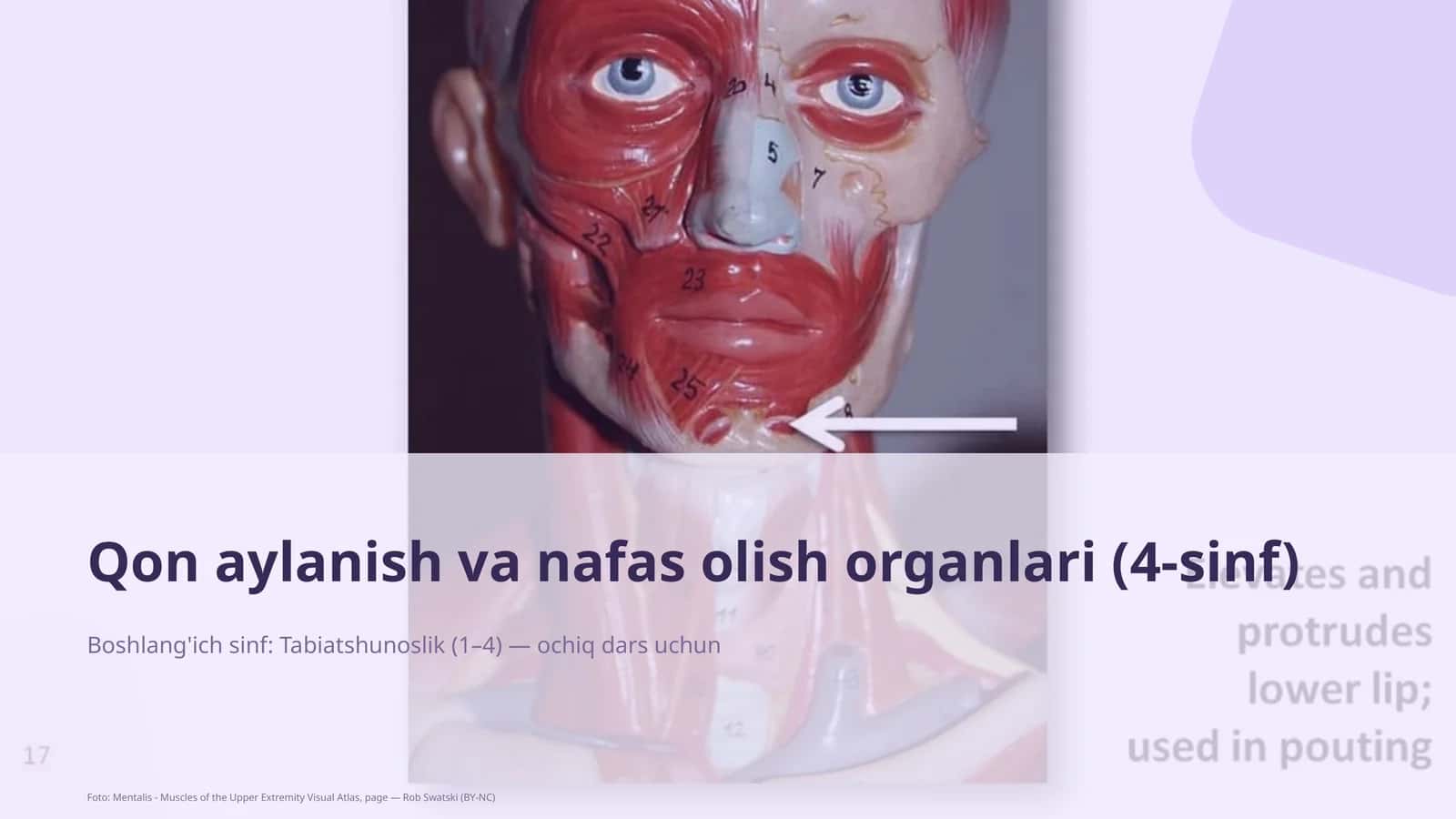 Qon aylanish va nafas olish organlari (4-sinf)