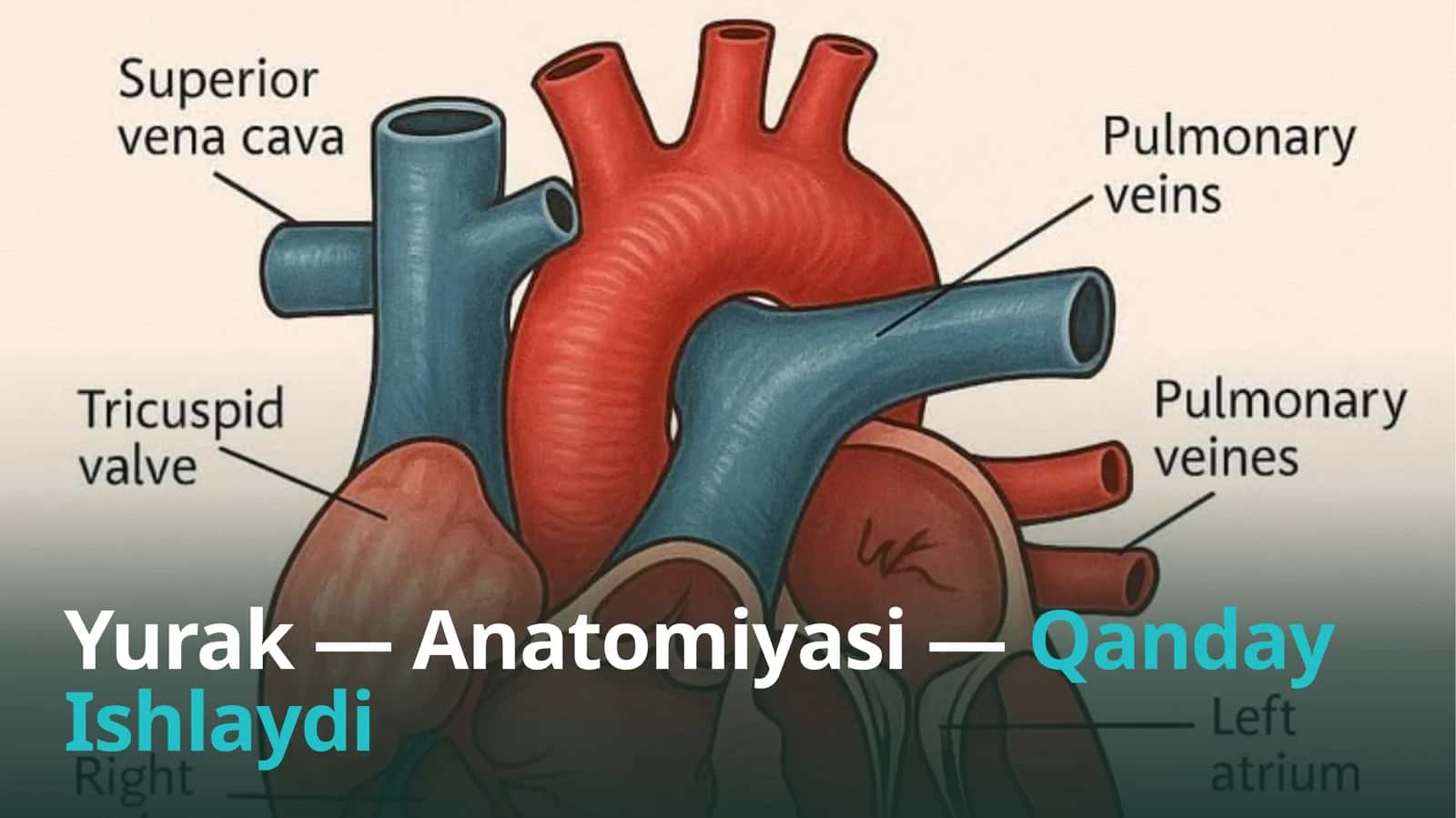 Yurak — Anatomiyasi —Qanday Ishlaydi (Prezentatsiya)
