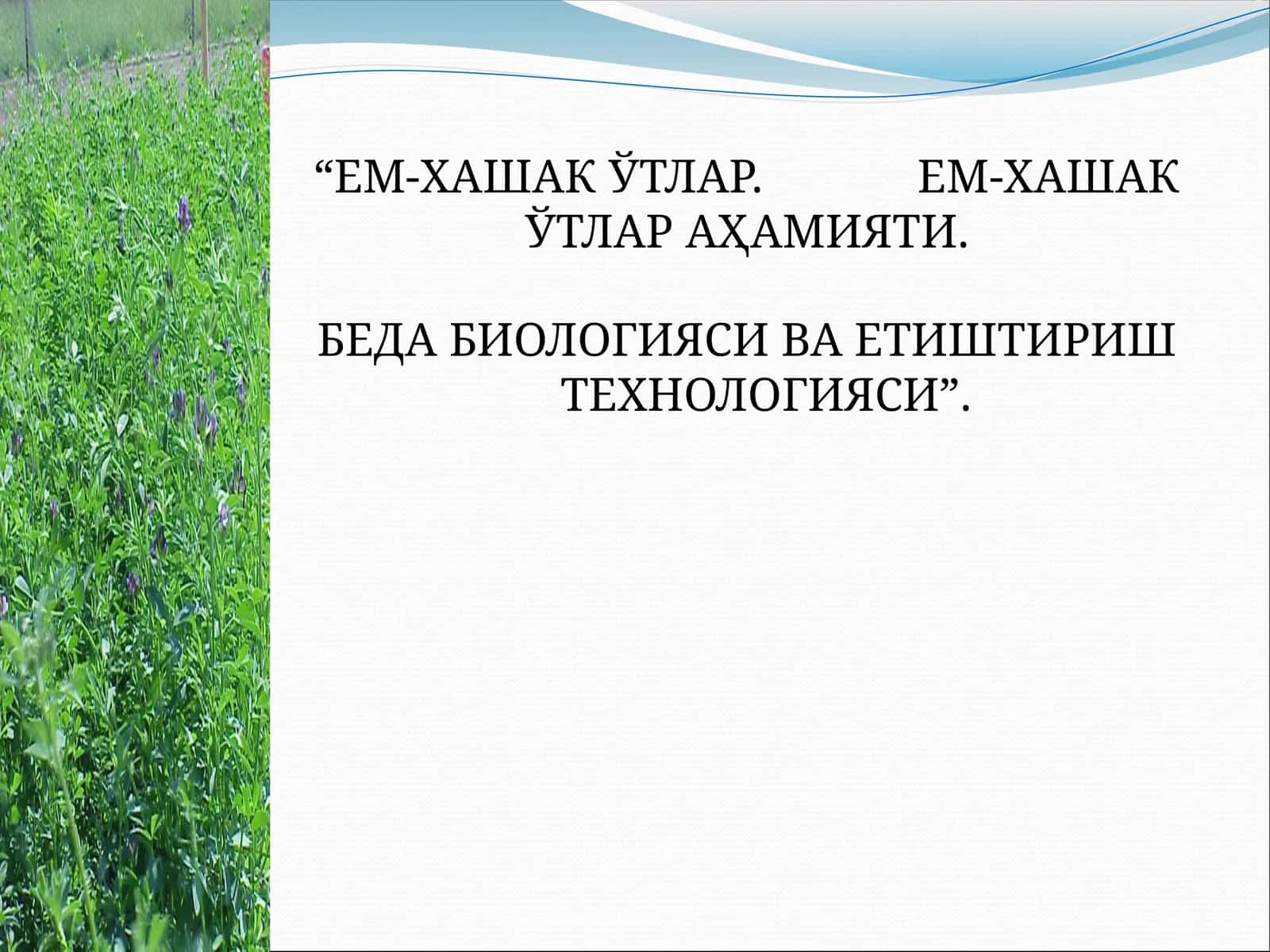 ЕМ-ХАШАК ЎТЛАР. ЕМ-ХАШАК ЎТЛАР АҲАМИЯТИ