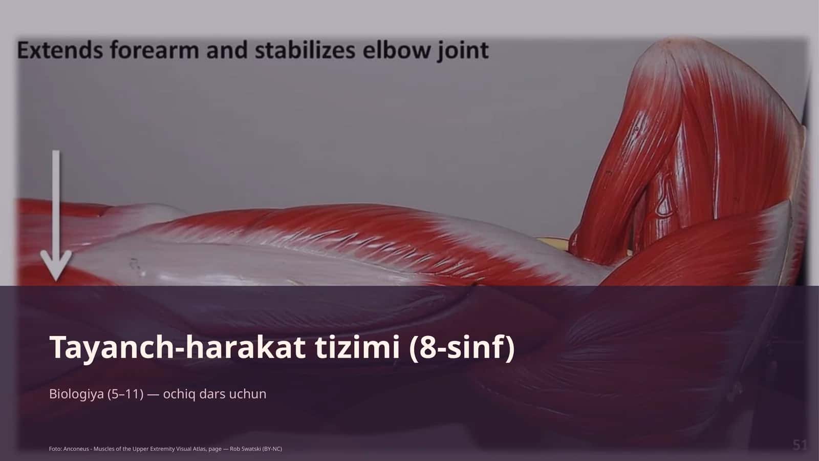 Tayanch-harakat tizimi (8-sinf)