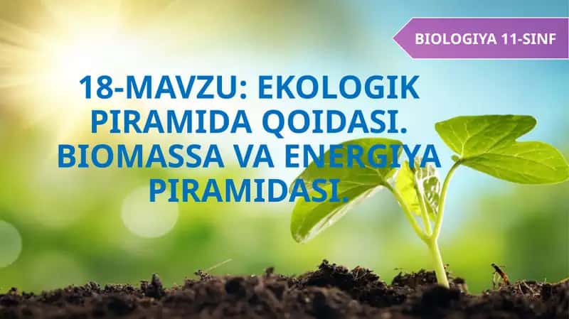 EKOLOGIK PIRAMIDA QOIDASI. BIOMASSA VA ENERGIYA PIRAMIDASI