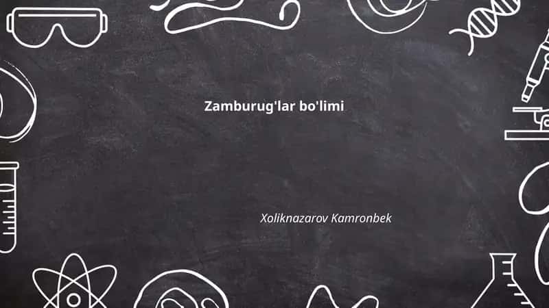 Zamburug'lar bo'limi