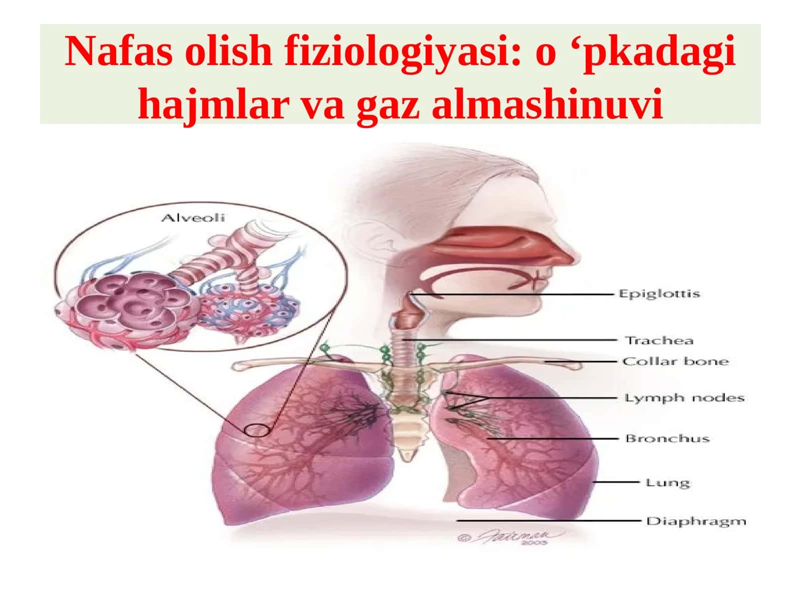 Nafas olish fiziologiyasi