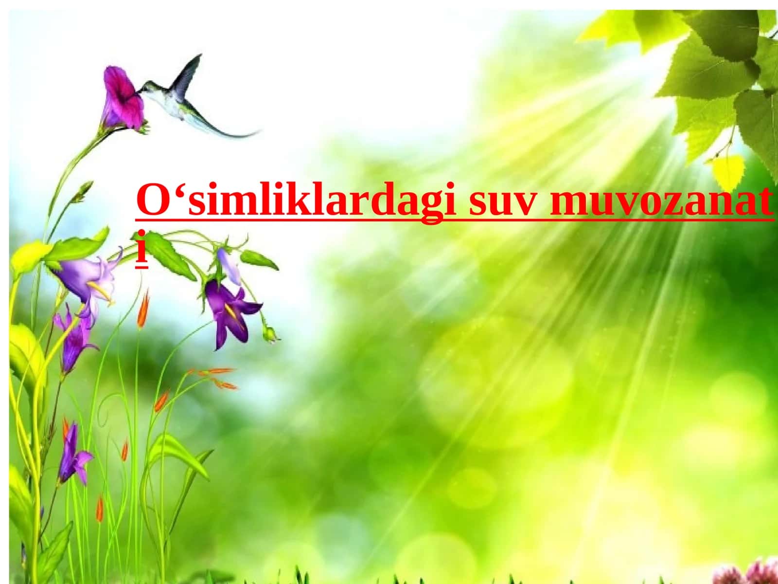 O‘simliklardagi suv muvozanati