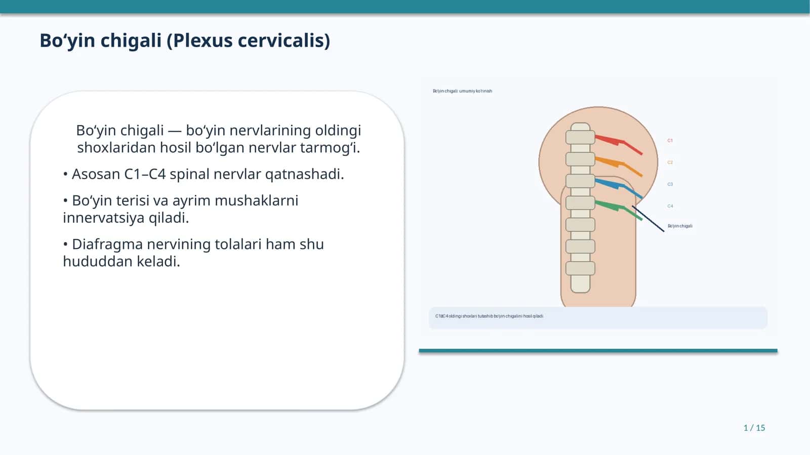 Bo‘yin chigali (Plexus cervicalis)