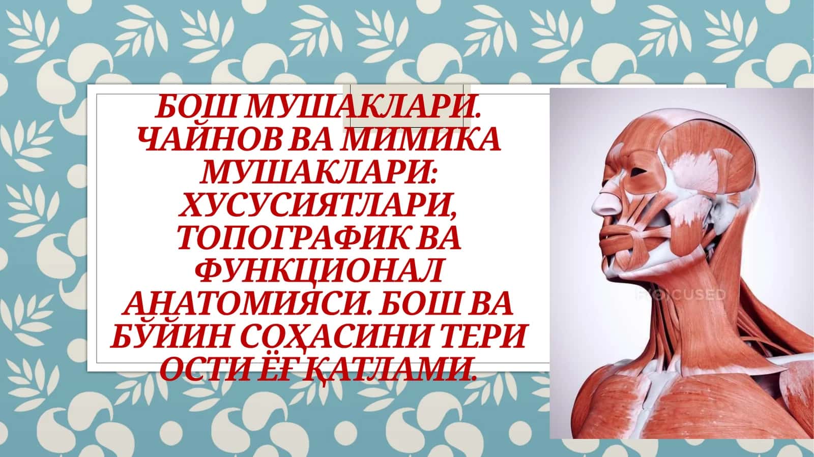 Бош мушаклари. Чайнов ва мимика мушаклари: хусусиятлари, топографик ва функционал анатомияси. Бош ва бўйин соҳасини тери ости ёғ қатлами