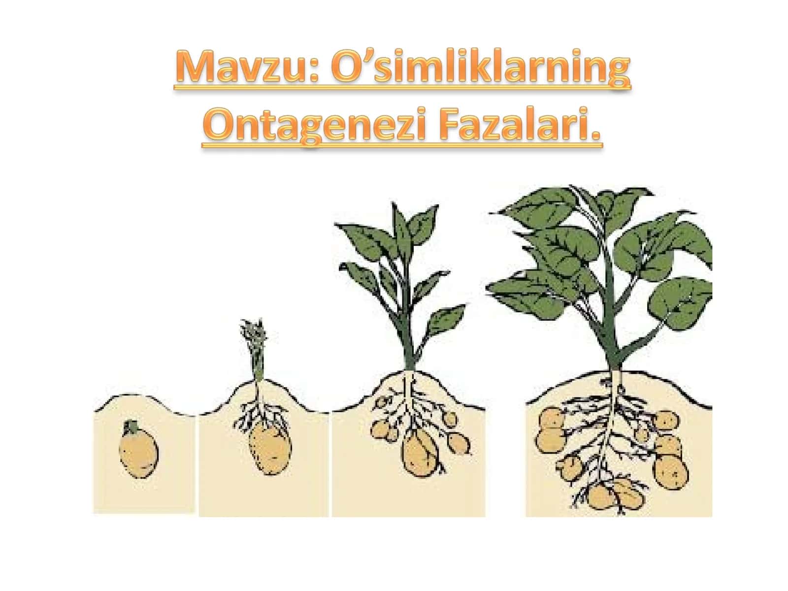 O’simliklar hujayrasining o’sish fazalari