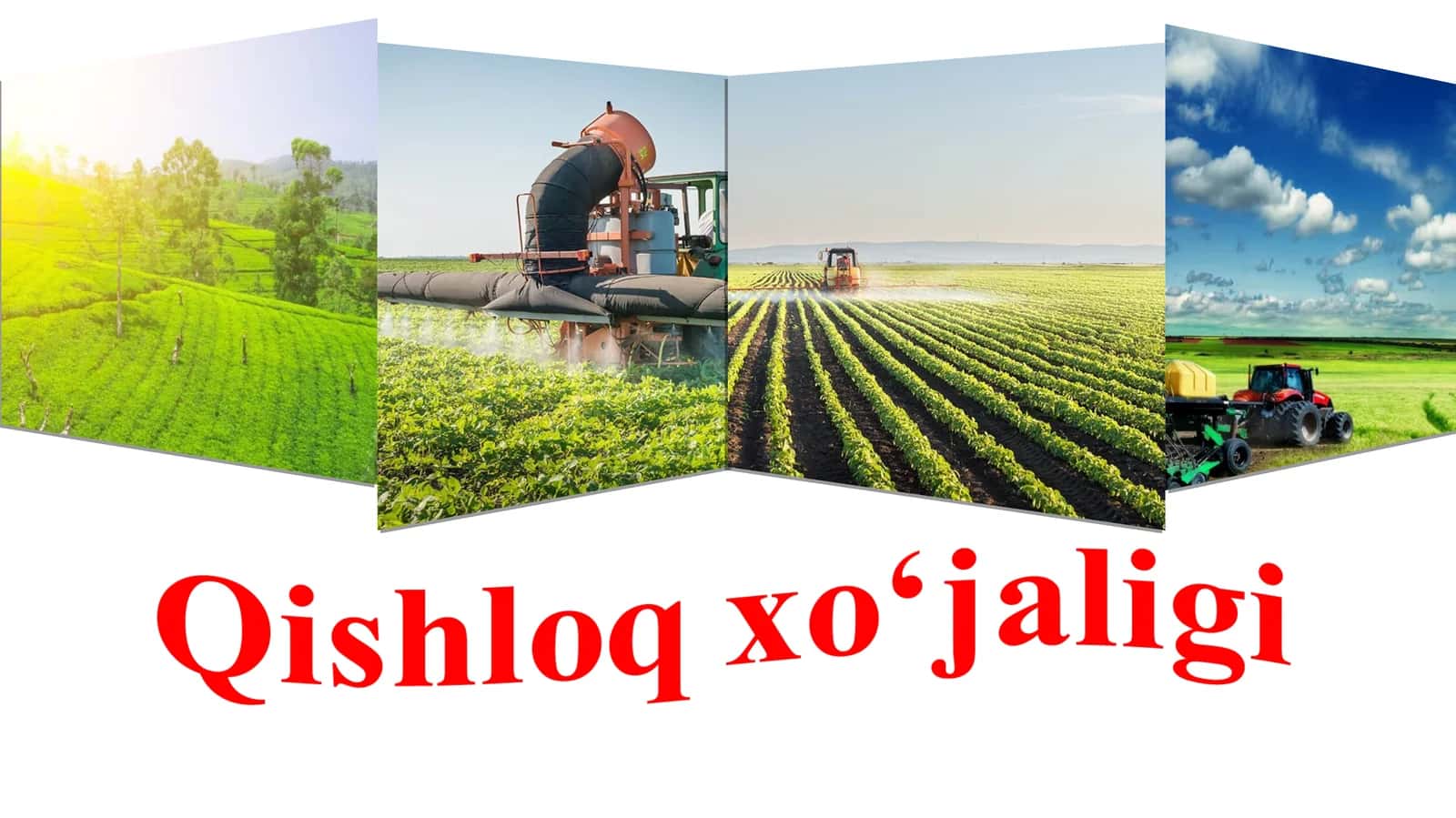 Qishloq xo‘jaligi