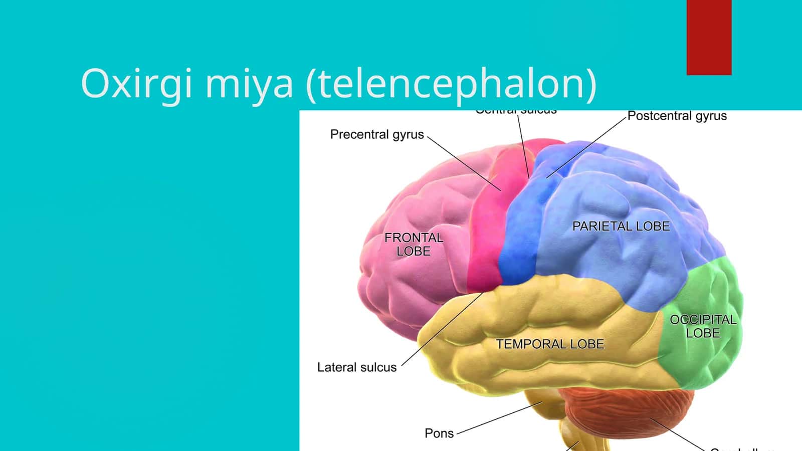 oxirgi miya telencephalon
