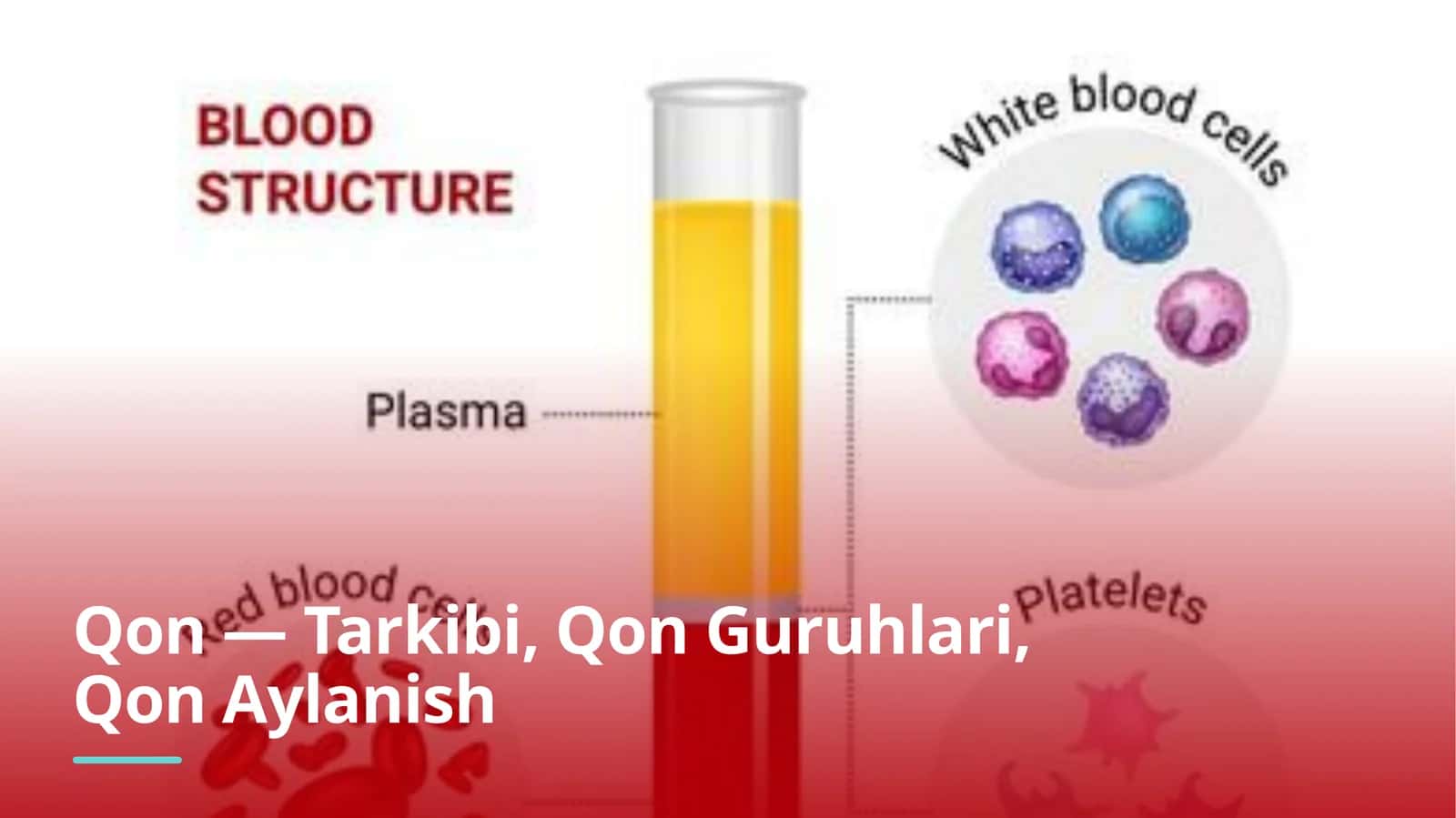 Qon — Tarkibi, Qon Guruhlari, Qon Aylanish