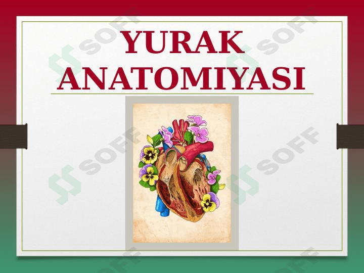 YURAK ANATOMIYASI