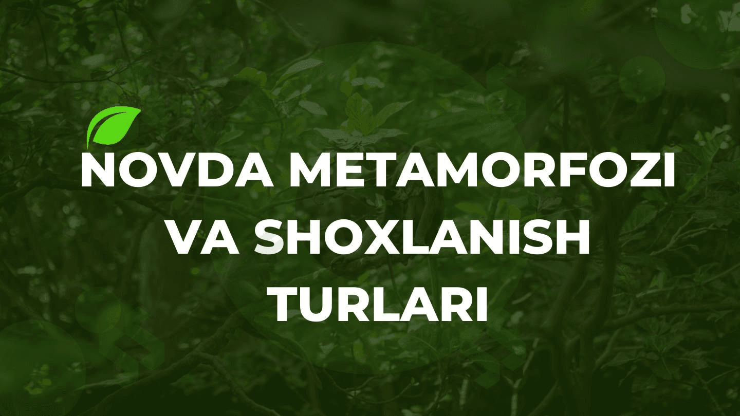 Novda metamorfozi va shoxlanish turlari