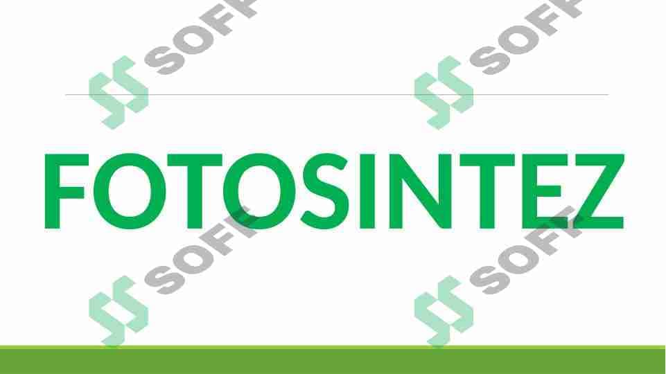 FOTOSINTEZ
