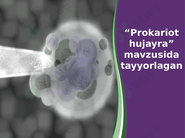 Prokariot hujayra