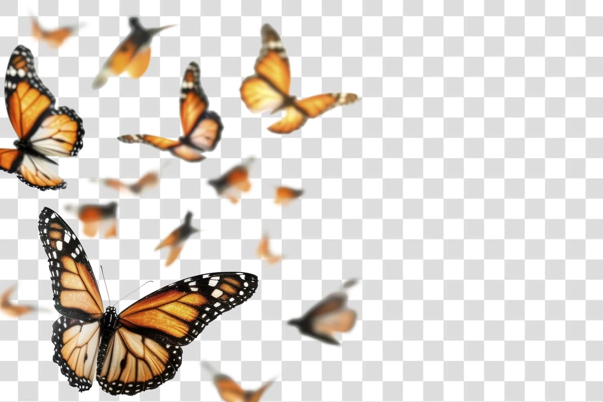 Kapalaklar kapalak hayvon hasharotlari | Butterflies butterfly animal insect