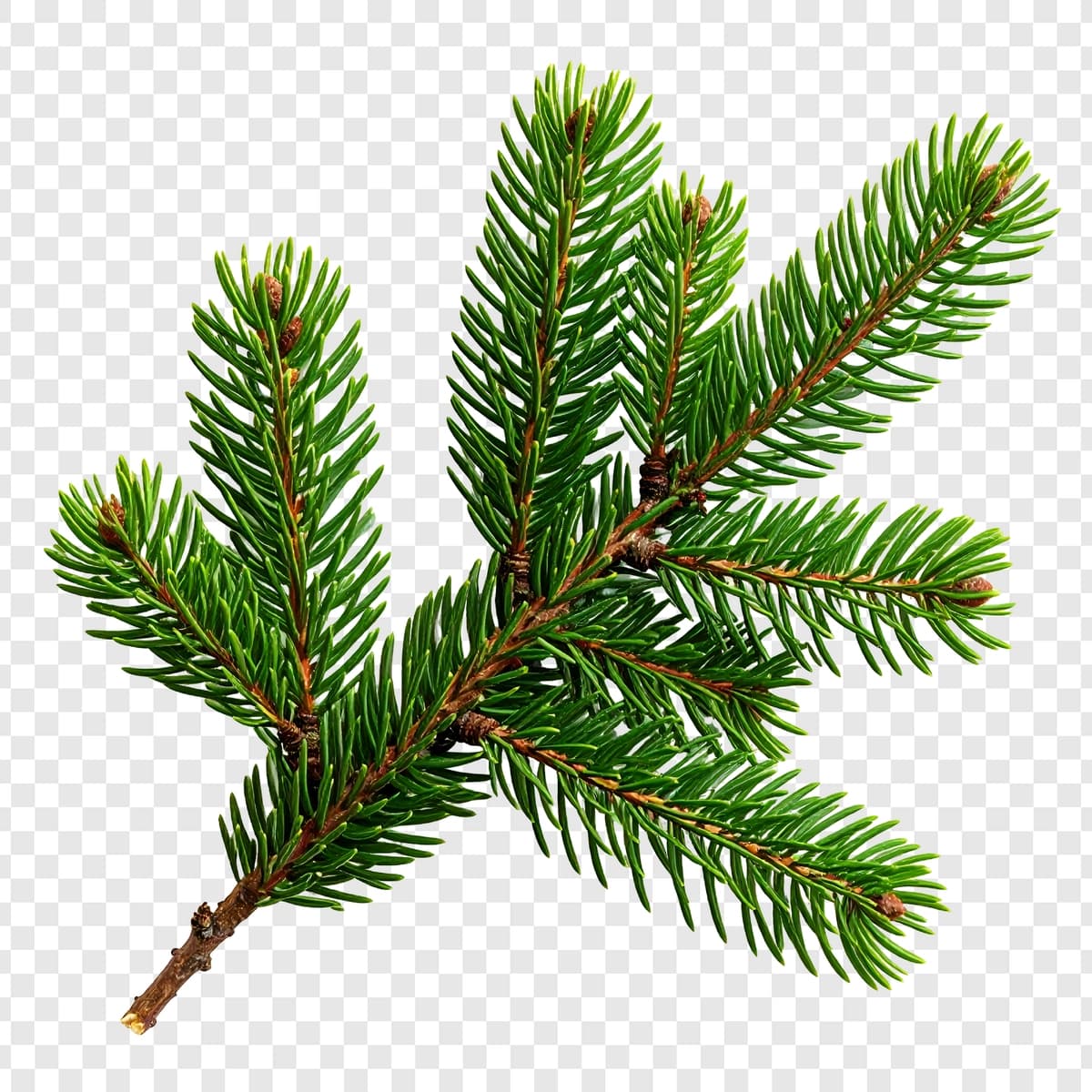 Ignali jonli doim yashil novda izolyatsiya qilingan oq fonni yopadi | Vibrant evergreen branch with needles close up isolated white background