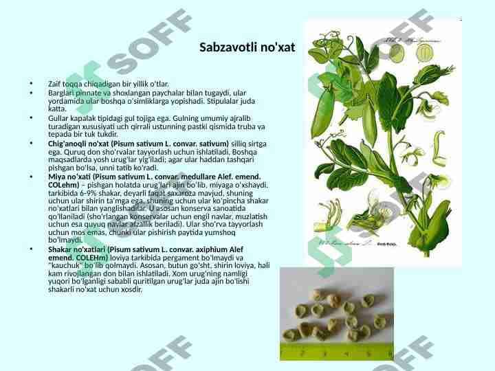 Sabzavotli no'xat